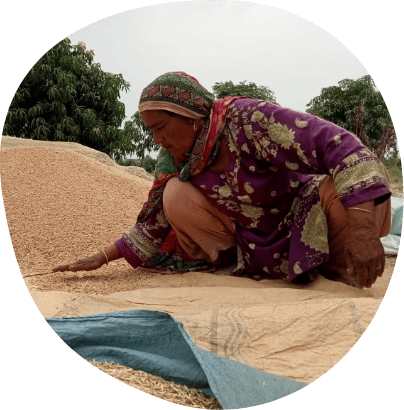 A woman wearing a purple and green traditional outfit squats on the ground as she sorts through a large pile of grains. She is set against an outdoor backdrop of green trees, with a blue cloth spread beneath her.